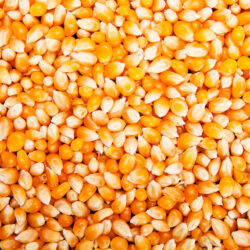 Bulk of corn grains
